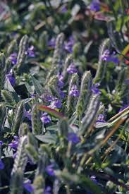 Image result for Rungia