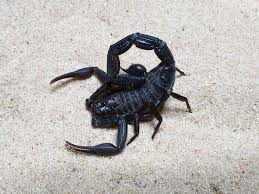 Image result for Polygala hottentotta