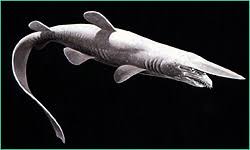 See full list on factanimal.com Goblin Sharks Marinebio Conservation Society