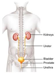 Enlarged Prostate Benign Prostatic Hyperplasia Southern Cross Nz