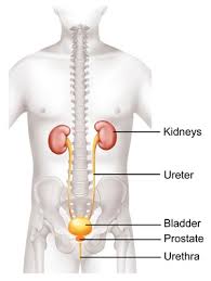 But prostate cancer can metastasize, or spread, to the bones and other parts of the body. Prostate Cancer Symptoms Diagnosis Treatment Southern Cross Nz