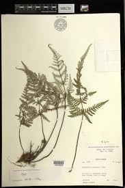 Image result for Aleuritopteris