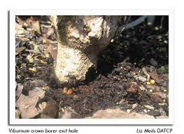 The shrub prefers wet winters and dry summers and is rarely grown in eastern gardens. Wisconsin Pest Bulletin