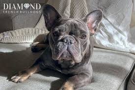 Shrinkabulls style english bulldog gender: Adult Breeding Females Diamond French Bulldogs