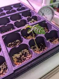 What Type Of Soil Should I Transplant This Black Bat Flower Seed Seedling Into Tacca Chantieri Gardening Garden Diy Types Of Soil Bat Flower Flower Seeds