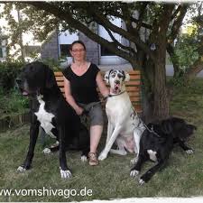 Resultado de imagem para DEUTSCHE DOGGE