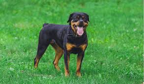 Rottweiler Facts And Information Petcoach