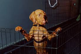 The rescue began in chicago, il in 2008 and expanded to portland, or in 2014. The New Science Of Dog Training Time