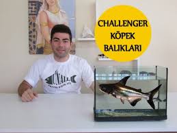 Challenger Etcil Kopek Baligi Bakimi Ve Cinsiyet Ayrimi Youtube