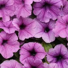 Petunia Easy Wave Flower Garden Seed 100 Pelleted Seeds Plum Vein Blooms Annual Flowers Spreading Low Growing Petunias Walmart Com Wave Petunias Petunia Flower Petunias