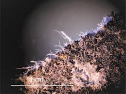 Check spelling or type a new query. The Effectiveness Of Asbestos Stabilizers During Abrasion Of Asbestos Cement Sheets Sciencedirect