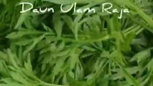 Artikel ini membincangkan khasiat ulam raja, kandungan di dalamnya serta komponen yang baik untuk kesihatan. Ulam Raja Goreng Tepung Youtube