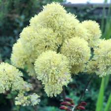Most species earn their place in the garden with their foliage alone. Thalictrum Flavum Subsp Glaucum Syn Thalictrum Flavum Glauca Thalictrum Speciosissimum Yellow Meadow Rue Uploaded By Rbetts25