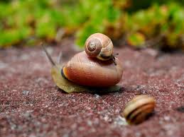 Most snails, including the commonly known garden snail, are hermaphrodites. The Love Song Of Jeremy The Left Coiled Snail The Atlantic