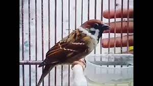 Cara Burung Gereja Cepat Gacor