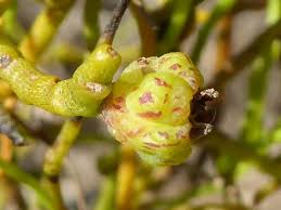 Image result for Cassytha