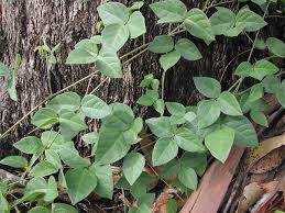 Image result for Macrotyloma stipulosum