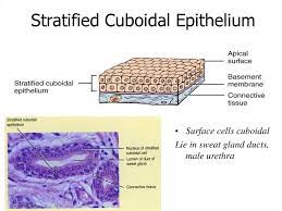 Pin On Epithelial Tissue