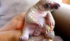 They look like reptiles, all covered in scales. Baby Pangolin Africa Geographic