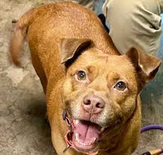 Labrador Retriever Adoption in Muscle Shoals, AL: Labrador Retriever  Puppies for Sale in Muscle Shoals, AL