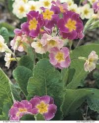 How To Grow Primroses A Love Note To A Flower Primroses Flowers Primrose
