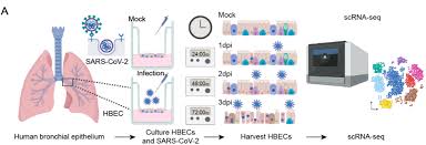 Intestinal epithelial cells are found in crypts. Single Cell Longitudinal Analysis Of Sars Cov 2 Infection In Human Bronchial Epithelial Cells Prelights