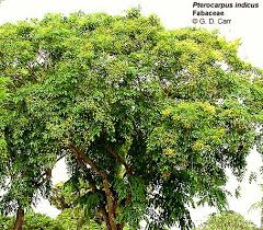 Image result for Pterocarpus indicus