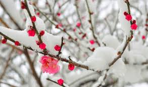 Pin By Flowers In Heart On Flowers In Snow Ice Container House Winter Flowers Shipping Container Homes