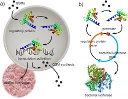 Image result for quorum sensing