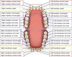 Root canal treatment is also a simple procedure in order to reduce dental discomfort and protect the teeth. Root Canal Treatment Upm Malaysia Oh Root Canal Treatment Upm Malaysia Klse Malaysia