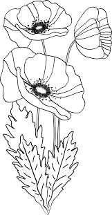 Bouquet de coquelicots orange 40 cm articles de decoration from www.floristik24.fr. Coloriage Des Coquelicots Ou Pavots Bouquet De Coquelicots Coquelicot Dessin Coquelicots Peinture