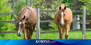Kuda kawin, animals vlogs breeding 10.569 views1 month ago. Kamasutra Satwa Kuda Jantan Pamer Otot Dada Dan Menari Sebelum Kawin Halaman All Kompas Com