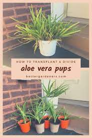 There are many varieties of aloe vera, the plant i am repotting here is the most. How To Transplant Aloe Vera Separate Pups Better Gardener S Guide Aloe Plant Plants Aloe Vera Plant Indoor