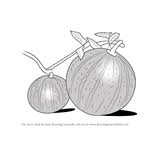 Learn How To Draw Watermelon Plant Fruits Step By Step Drawing Tutorials See more ideas about plant drawing, drawings, botanical drawings. learn how to draw watermelon plant