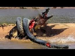 All the fights are mismatch for the lion. Download Anaconda Vs Python Vs Cobra Snake Fights To Death Hd Animalsattack 3gp Mp4 Mp3 Flv Webm Pc Mkv Irokotv Ibakatv Soundcloud