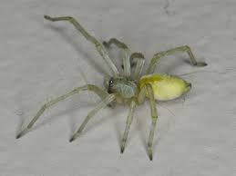 To highlight the spider's fastidious weaving like other members of the araniella genus, a. Are Yellow Sac Spiders Dangerous Spiders In Illinois Iowa