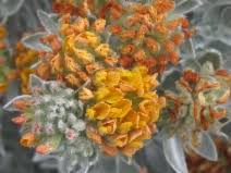 Image result for Euphorbia crebrifolia