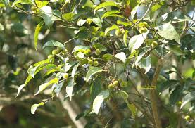 Image result for Chaetocarpus