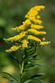 File Solidago Gigantea Jpg Wikimedia Commons Goldenrod Flower Kentucky State Flower Autumn Garden