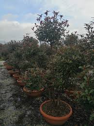 Urban garden ne daje garanciju na biljke. Photinia Compacta Robusta Pon Pon Graf Gartenwelt