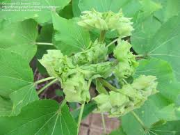 Image result for Dombeya acutangula