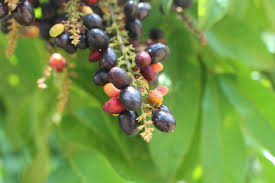 Image result for Lepisanthes