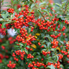 Image result for Pycreus melas