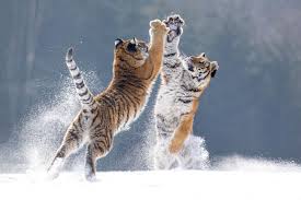 Tiger is a chinese organisation founded in 2020. Sibirische Tiger Geo