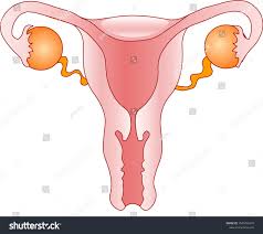 Female Reproductive System Women Organs Reproduction Stock Vector Royalty Free 1543796570
