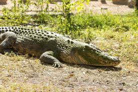 Crocs — Crocodylus Park