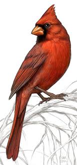 Birds That Look Like Cardinals But Aren T Image From Http S3images Coroflot Com User Files Individual Files 210636 Txblerhvblncfd5s0enbtsrk7 Jpg Bird Drawings Birds Painting Bird Illustration