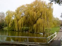 Image result for Salix babylonica