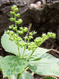 Image result for Laportea ovalifolia