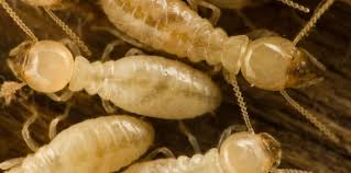 For the past 10 years.we 7.43 км. Pest Control Myrtle Beach Cpm Complete Pest Management Myrtle Beach Bed Bug Exterminators Cockroach Exterminators Rodent Exterminators Termite Contracts All Pests Removed 843 457 7364 Pest Control Myrtle Beach